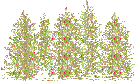 alberi-natale