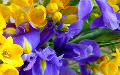 fiori-Bach2
