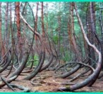 Ryazan: il mistero del bosco dove crescono alberi incurvati