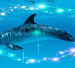 Delfino, leone, orso o lupo? Scopri il tuo ritmo animale per vivere alla grande