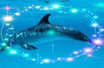 Delfino, leone, orso o lupo? Scopri il tuo ritmo animale per vivere alla grande