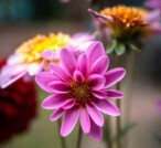 Oroscopo: come sarà la primavera dei 12 Segni