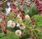 Bellezza: prenditi cura dei tuoi capelli con la shikakai